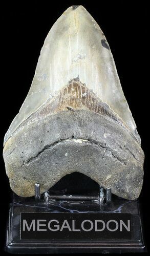 Monstrous, Megalodon Tooth - North Carolina #49525